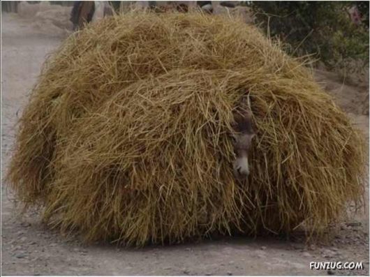 What Does Too Much Mean?