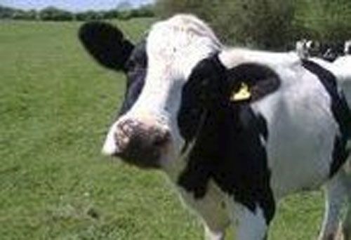 Famous Sayings And Their Meanings