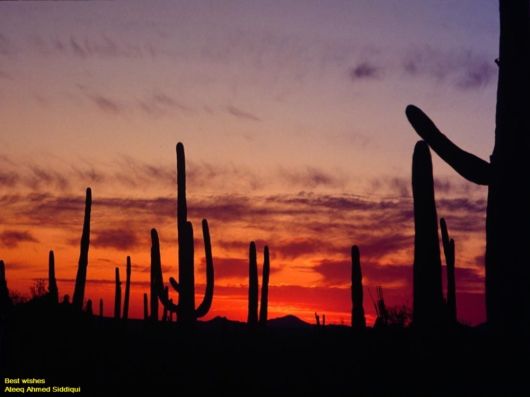 Most Beautiful Desert Sunsets