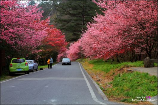 Beautiful Sakura Blossoms Photography