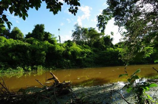 The Beautiful Amazon Rain Forest