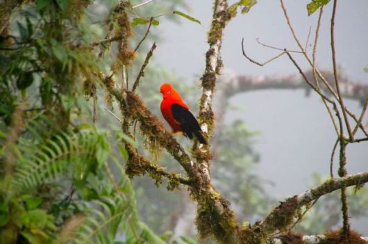 The Beautiful Amazon Rain Forest