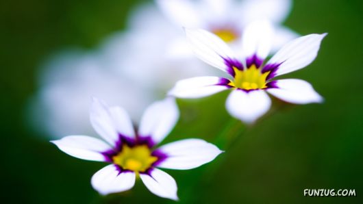 Click to Enlarge -Beautiful Colorful Flowers Wallpapers