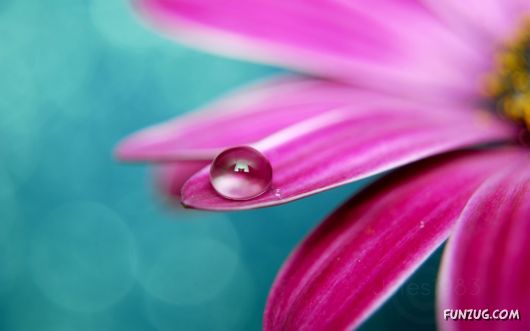 Click to Enlarge -Beautiful Colorful Flowers Wallpapers