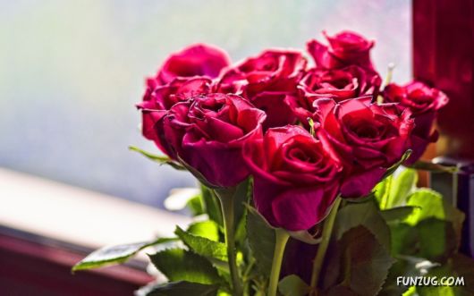 Click to Enlarge -Beautiful Colorful Flowers Wallpapers