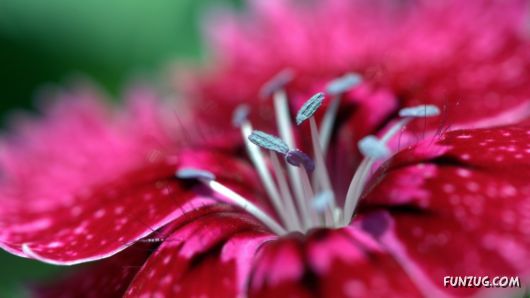 Click to Enlarge -Beautiful Colorful Flowers Wallpapers