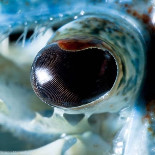 Animal Eyes Photography By Suren Manvelyan
