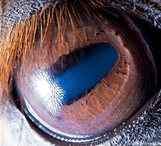 Animal Eyes Photography By Suren Manvelyan