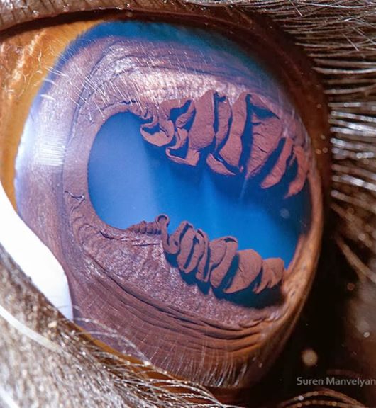 Animal Eyes Photography By Suren Manvelyan