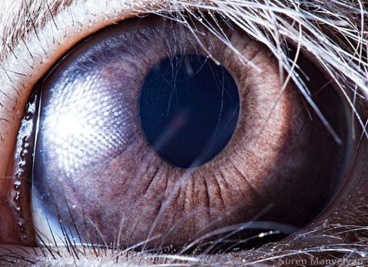 Animal Eyes Photography By Suren Manvelyan