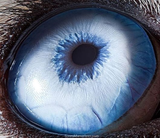 Animal Eyes Photography By Suren Manvelyan