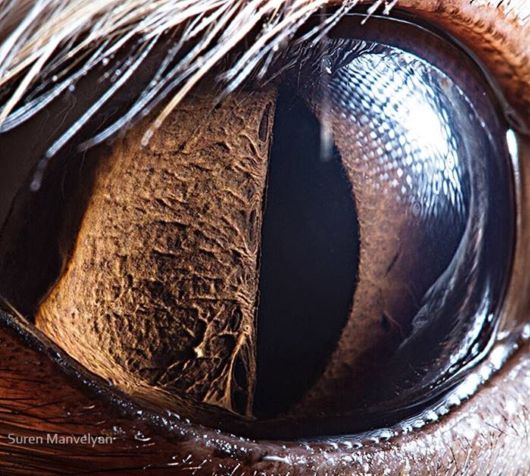 Animal Eyes Photography By Suren Manvelyan