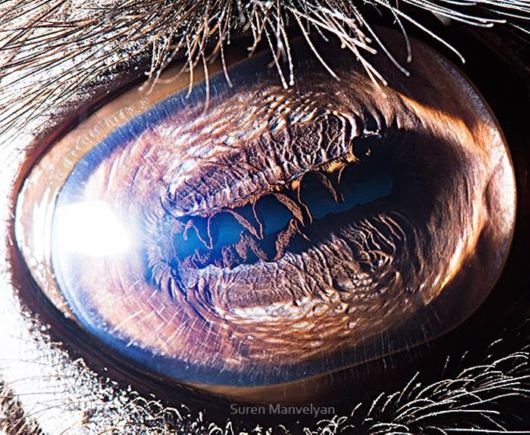 Animal Eyes Photography By Suren Manvelyan