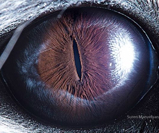 Animal Eyes Photography By Suren Manvelyan
