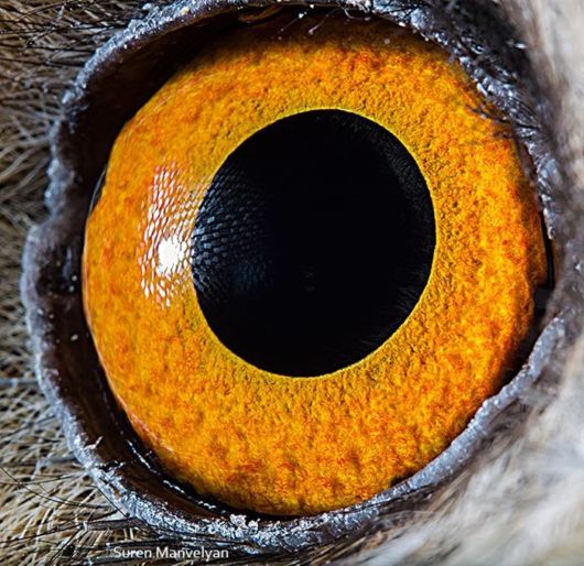 Animal Eyes Photography By Suren Manvelyan