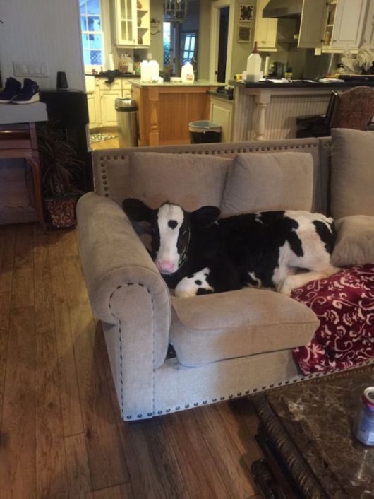 Unusual Friendship Of Baby Cow And Dane Dog