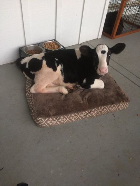 Unusual Friendship Of Baby Cow And Dane Dog