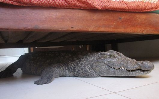 A Crocodile Spends Night Under Bed