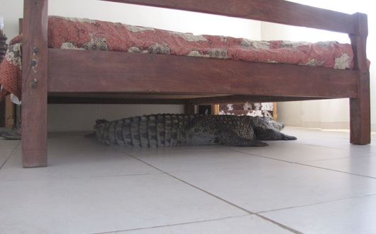 A Crocodile Spends Night Under Bed