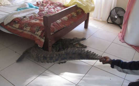 A Crocodile Spends Night Under Bed