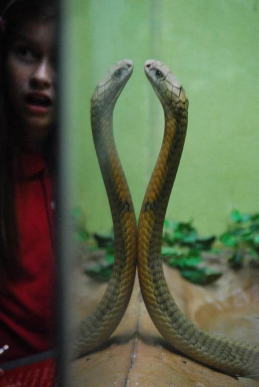 10 Unknown Facts About King Cobra