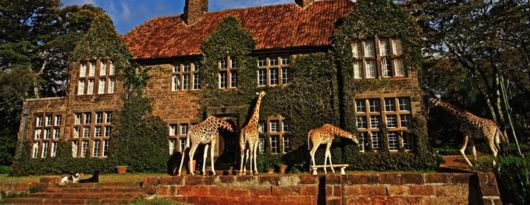 Living With Giraffes At Nairobi's Giraffe Manor