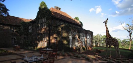 Living With Giraffes At Nairobi's Giraffe Manor